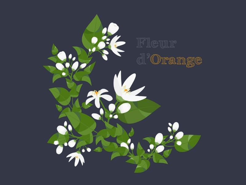 Neroli  - Aromatherapy Focus